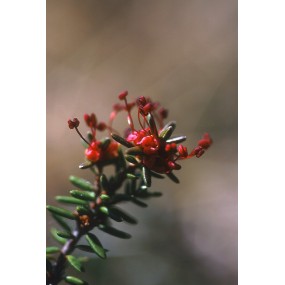 Essenza Singola dell'Alaska - Crowberry (Empetrum nigrum) 7,4 ml