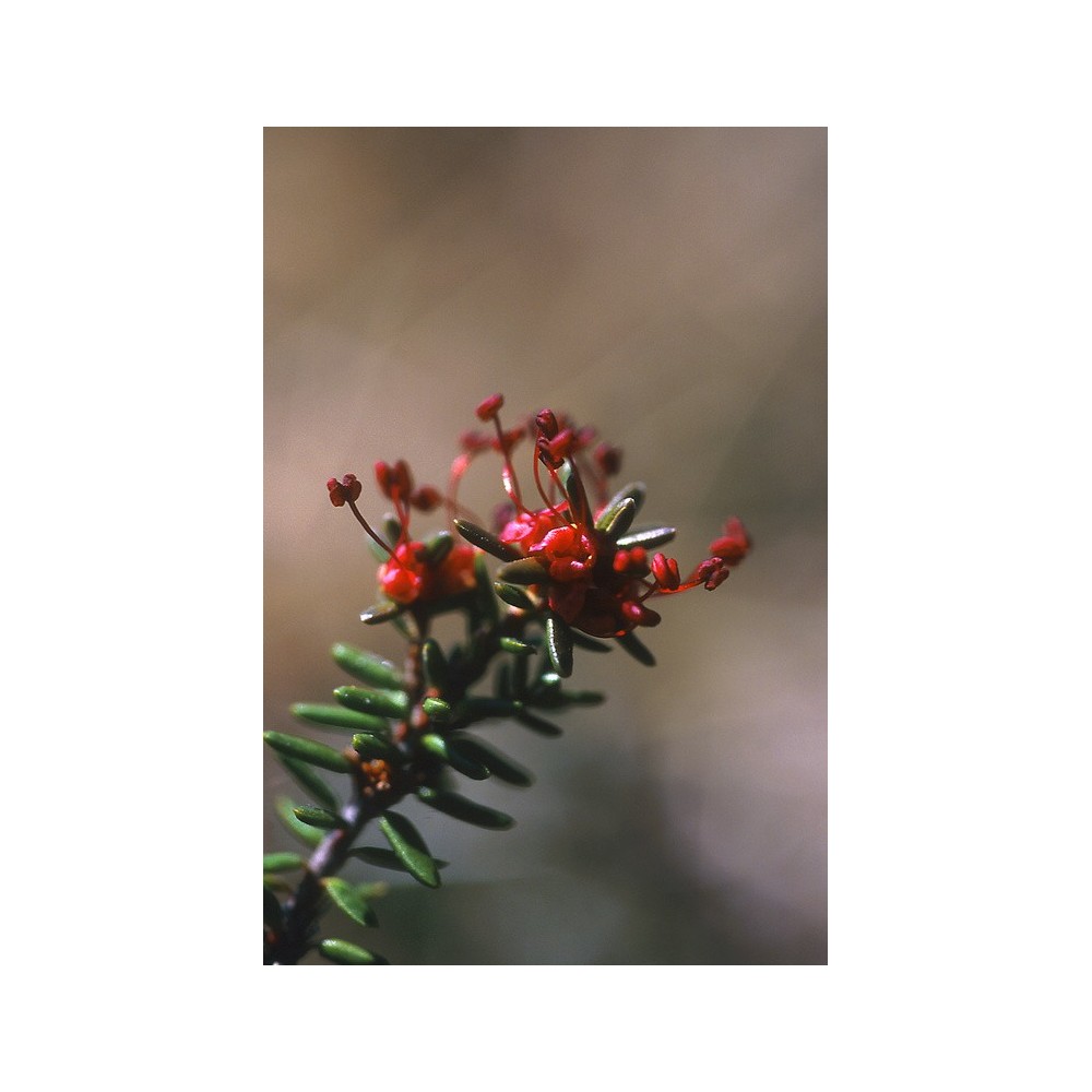 Alaska Single Essence - Crowberry (Empetrum nigrum) 7.4 ml