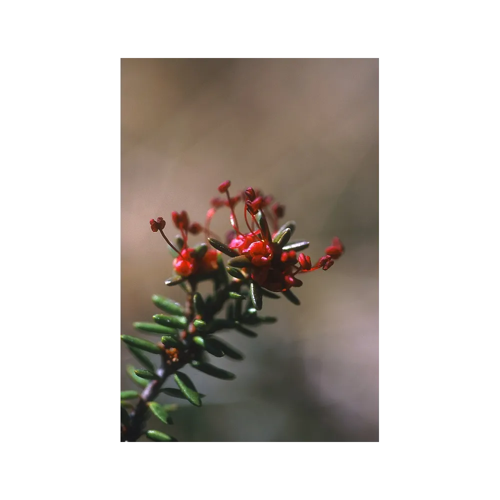 Esencia única de Alaska - Arándano (Empetrum nigrum) 7,4 ml