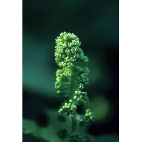 Alaska Single Essence –...