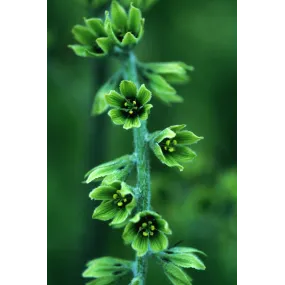 Alaska Single Essence -...