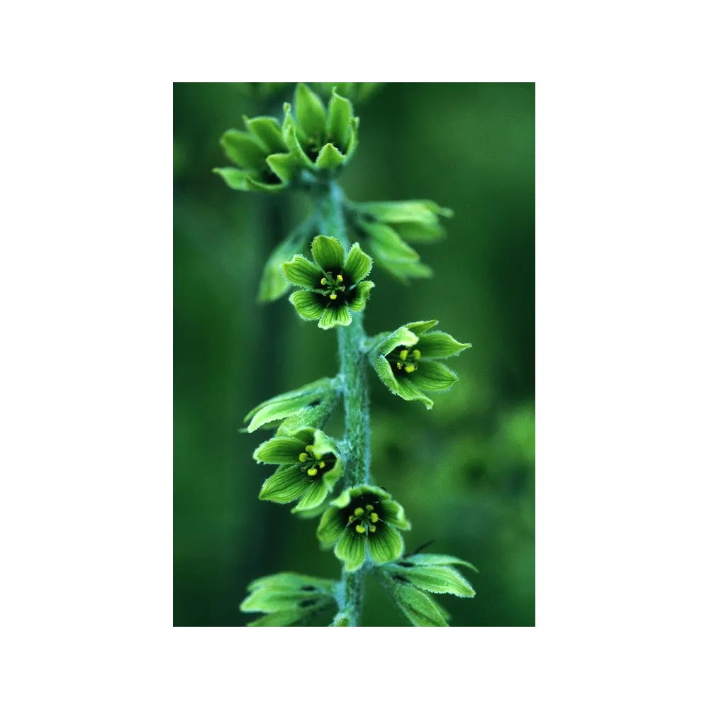Esencia única de Alaska - Eléboro falso (Veratrum eschscholtzii) 7,4 ml