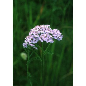 Alaska Single Essence - Lavender Yarrow (Achillea borealis) 7.4 ml