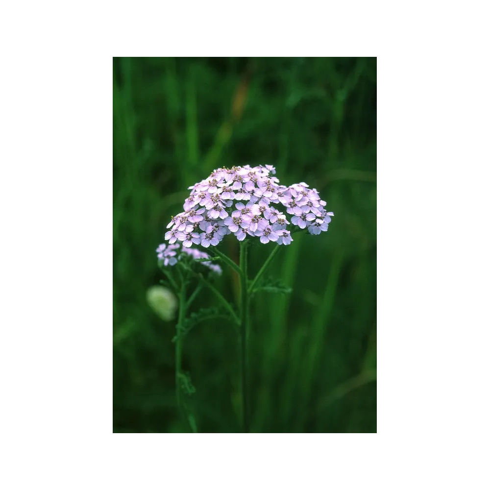 Alaska Single Essence - Lavande Achillée Boréale (Achillea borealis) 7,4 ml