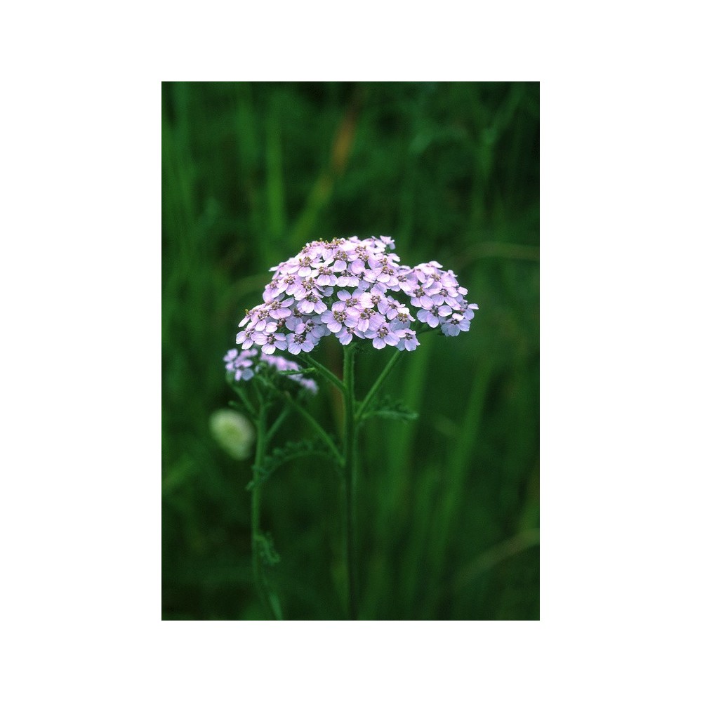 Alaska Single Essence - Lavender Yarrow (Achillea borealis) 7.4 ml