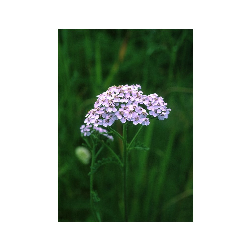 Essenza Singola dell'Alaska - Lavender Yarrow (Achillea borealis) 7,4 ml