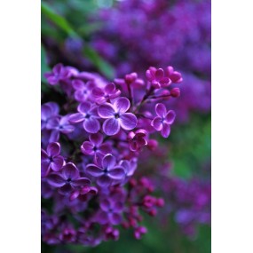 Alaska Single Essence - Lilac (Syringa vulgaris) 7.4 ml