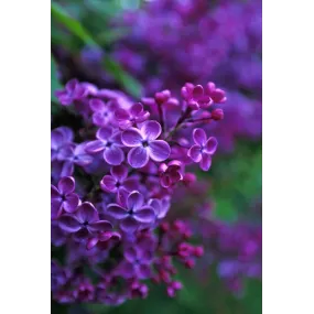 Essence unique d'Alaska -...