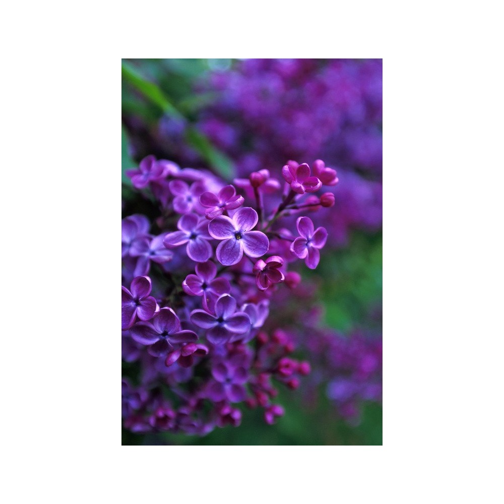 Alaska Single Essence - Lilac (Syringa vulgaris) 7.4 ml