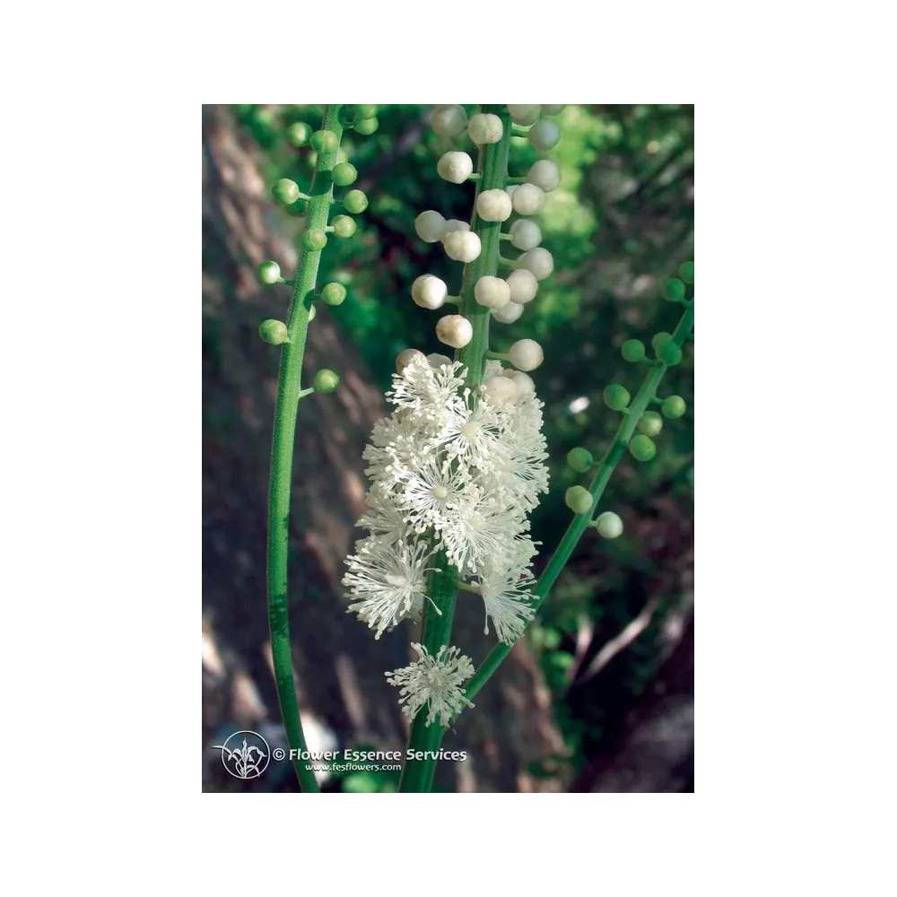 Essence unique californienne FES - Actée à grappes noires (Cimicifuga racemosa) 7,4 ml