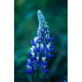 Essence unique d'Alaska -...