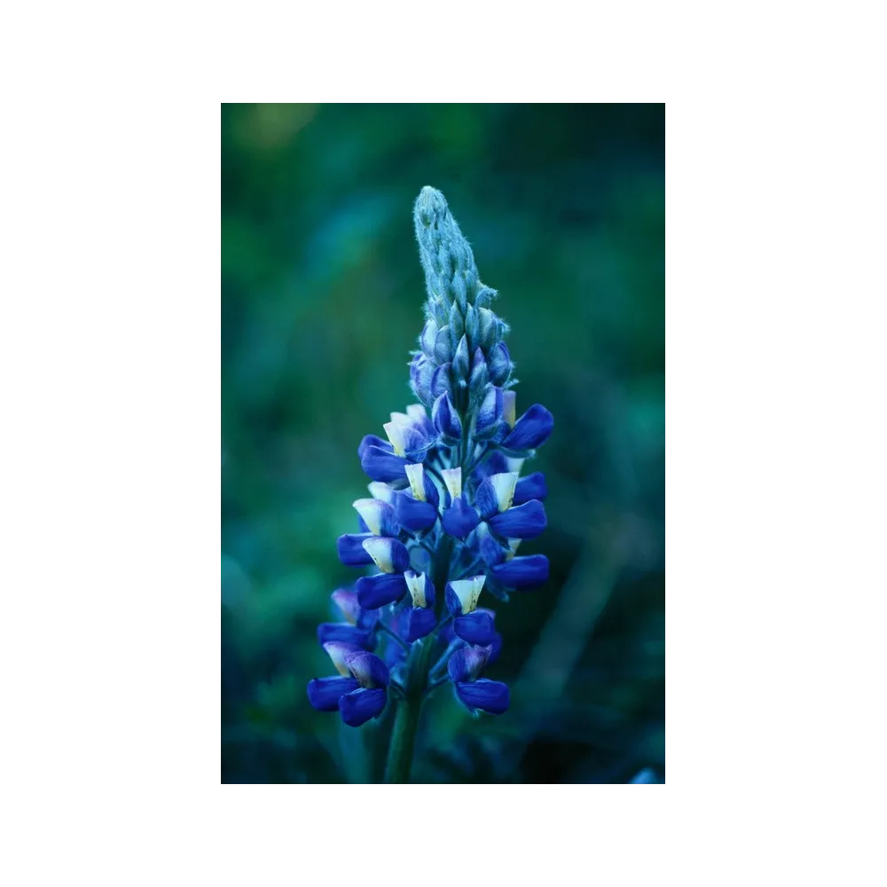 Esencia única de Alaska - Lupino de Nootka (Lupinus nootkatensis) 7,4 ml
