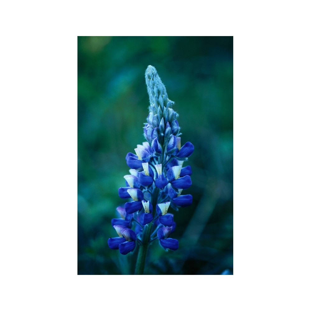 Essenza Singola dell'Alaska - Nootka lupine (Lupinus nootkatensis) 7,4 ml