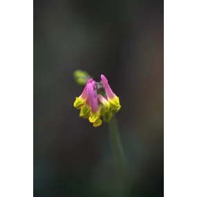 Esencia única de Alaska -...