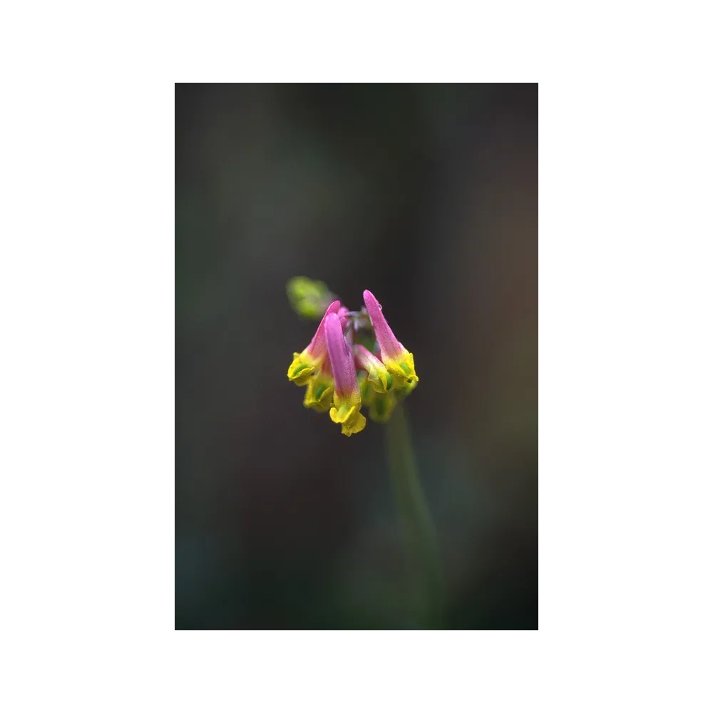 Alaska Single Essence - Corydalis pâle (Corydalis sempervirens) 7,4 ml