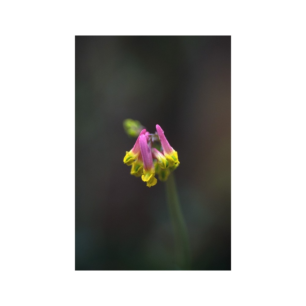 Esencia única de Alaska - Corydalis pálido (Corydalis sempervirens) 7,4 ml