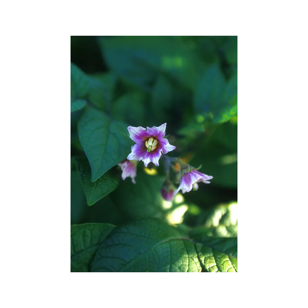 Essenza Singola dell'Alaska - Potato (Solanum tuberosum) 7,4 ml