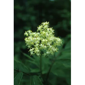 Essence simple d'Alaska -...