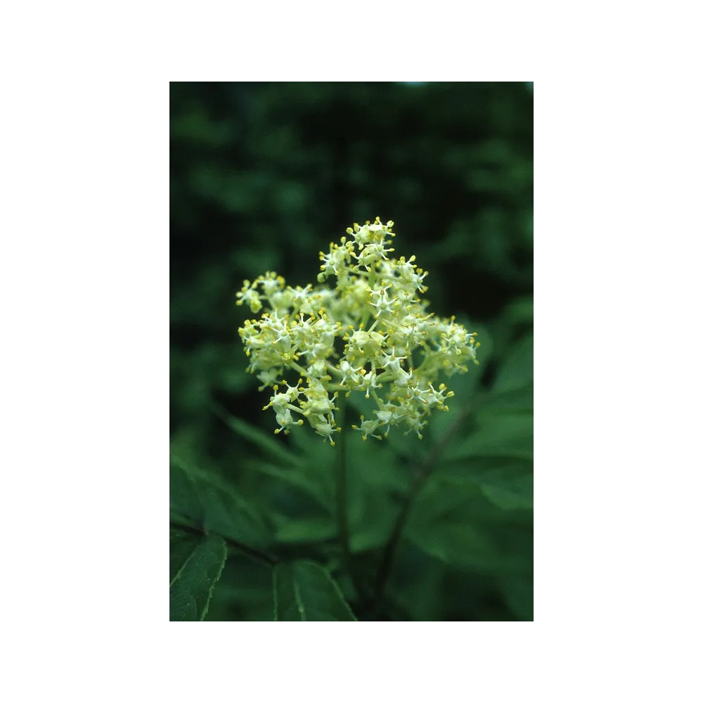 Essenza Singola dell'Alaska - Red Elder (Sambucus racemosa) 7,4 ml