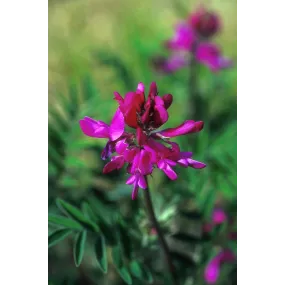 Essence simple d'Alaska -...