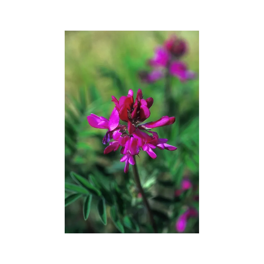 Alaska Single Essence - Wild Sweet Pea (Hedysarum mackenzii) 7.4 ml