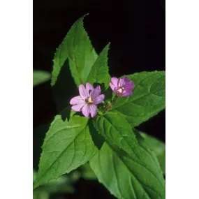 Essence simple d'Alaska -...