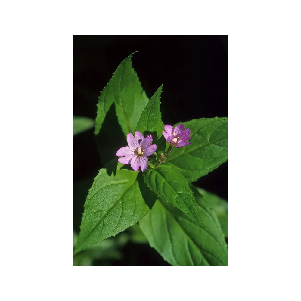 Essence simple d'Alaska - Épilobe nain (Epilobium adenocaulon) 7,4 ml