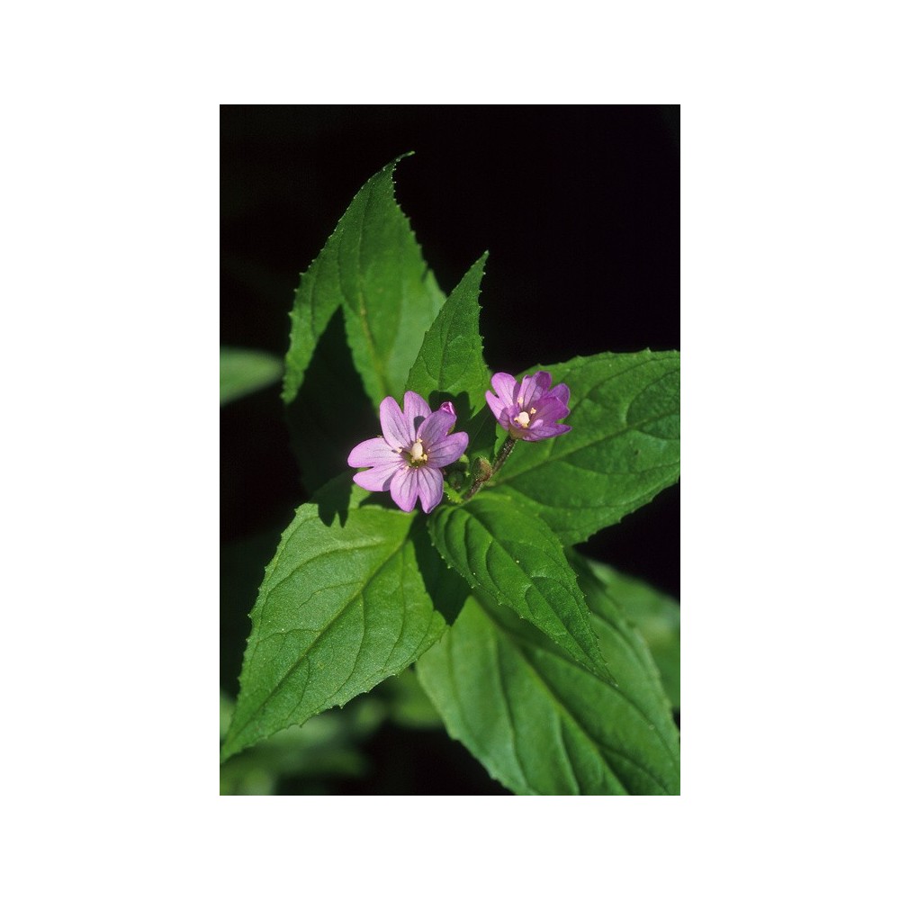 Essenza Singola dell'Alaska - Dwarf Fireweed (Epilobium adenocaulon) 7,4 ml