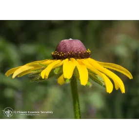 Esencia única californiana...