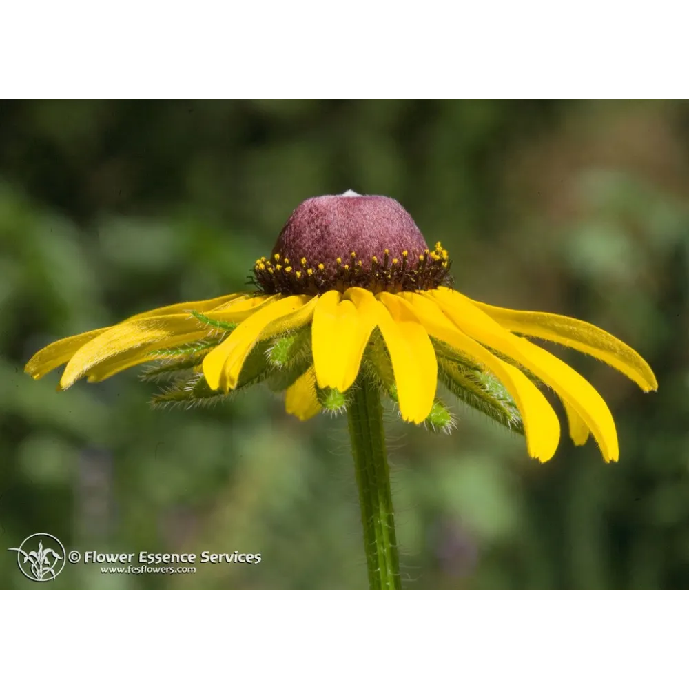 Californian Single Essence FES – Black-Eyed Susan