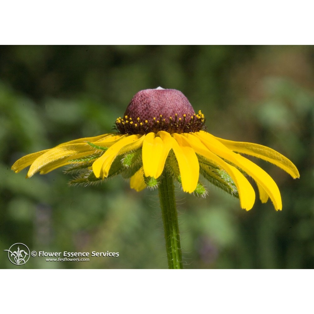 Essence unique californienne FES - Susan aux yeux noirs (Rudbeckia hirta) 7,4 ml
