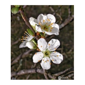 DEVA Single Essence - Prunus (Cherry Plum) 10 ml