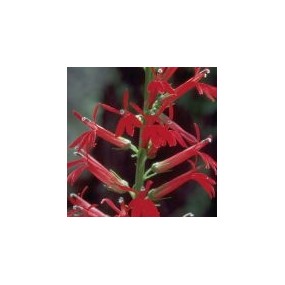 Esencia única del Desierto de Arizona - Flor Cardenal (Lobelia cardinalis) 10 ml