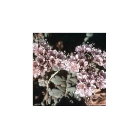 Arizona Desert Single Essence – Skorpionkraut (Phacelia arizonica) 10 ml