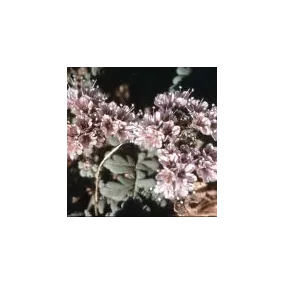 Essence simple du désert...