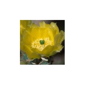 Esencia única del Desierto de Arizona - Nopal (Opuntia phaecantha var. discata) 10 ml