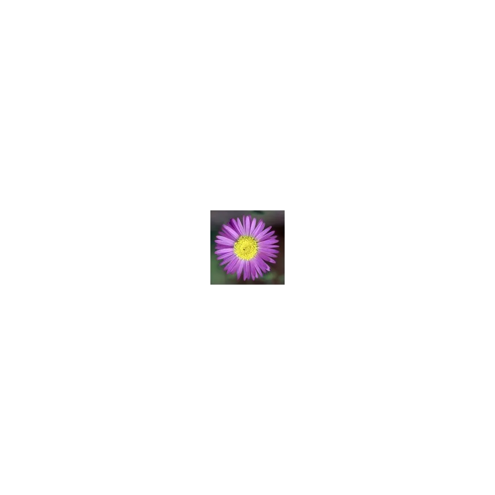 Essence simple du désert d'Arizona - Aster violet (Machaeranthera asteroides) 10 ml