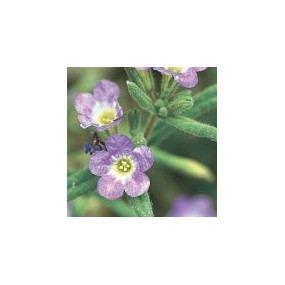 Essenza Singola del Deserto dell'Arizona - Purple Mat (Nama hispidum) 10 ml