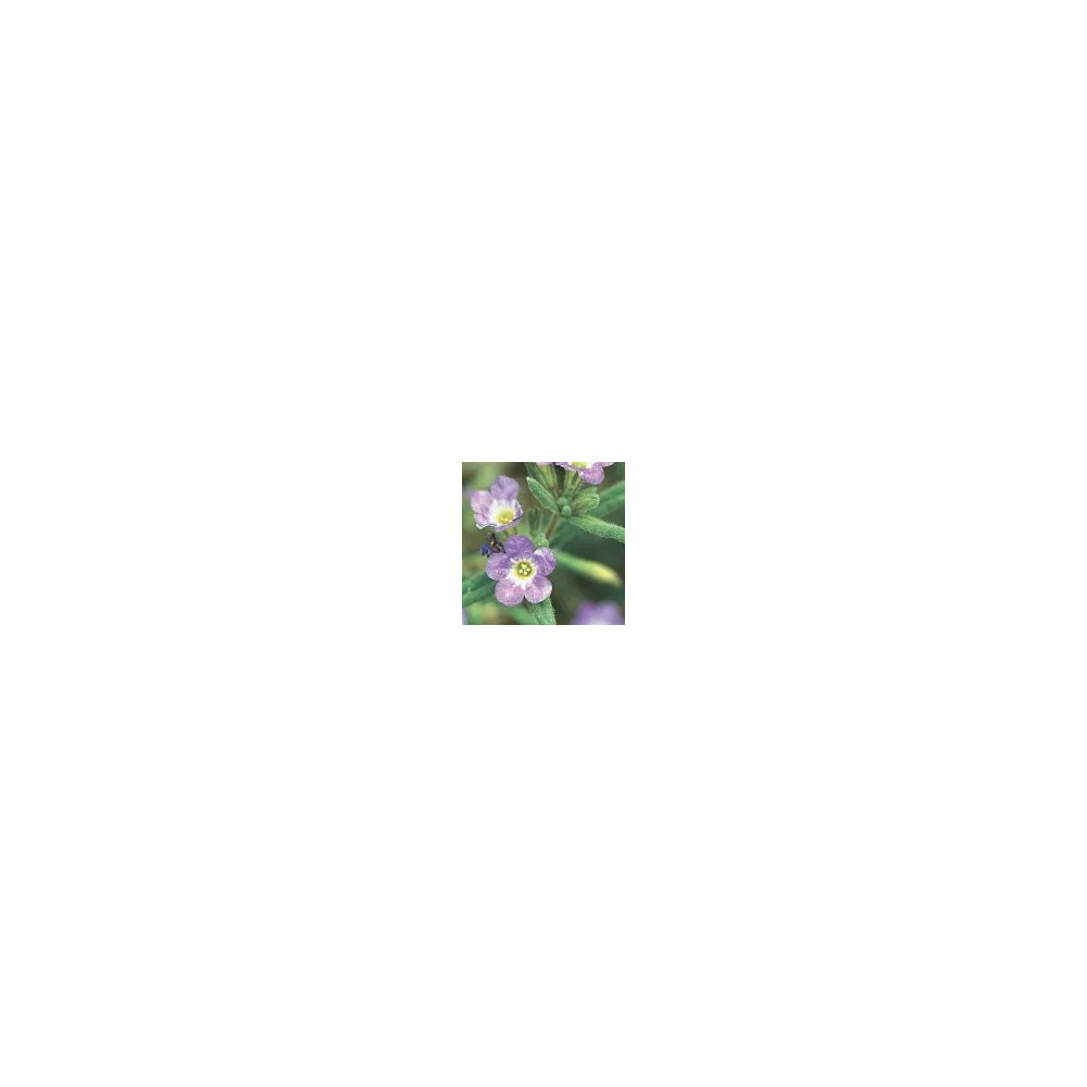 Esencia única del desierto de Arizona - Purple Mat (Nama hispidum) 10 ml