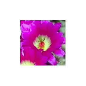 Essence simple du désert...