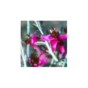 Esencia única del Desierto de Arizona - Ratany (Krameria parvifolia) 10 ml
