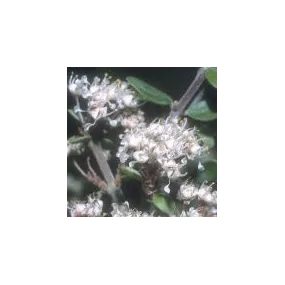 Essence simple du désert...