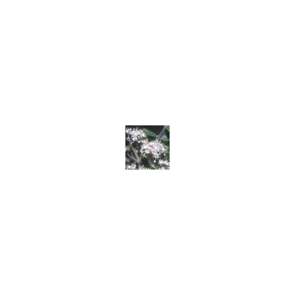 Arizona Desert Single Essence - Red Root (Ceanothus greggii) 10 ml