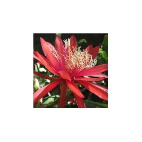 Arizona Desert Single Essence – Red Orange Epiphyllum (Epiphyllum) 10 ml