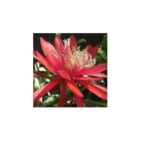 Essence simple du désert...