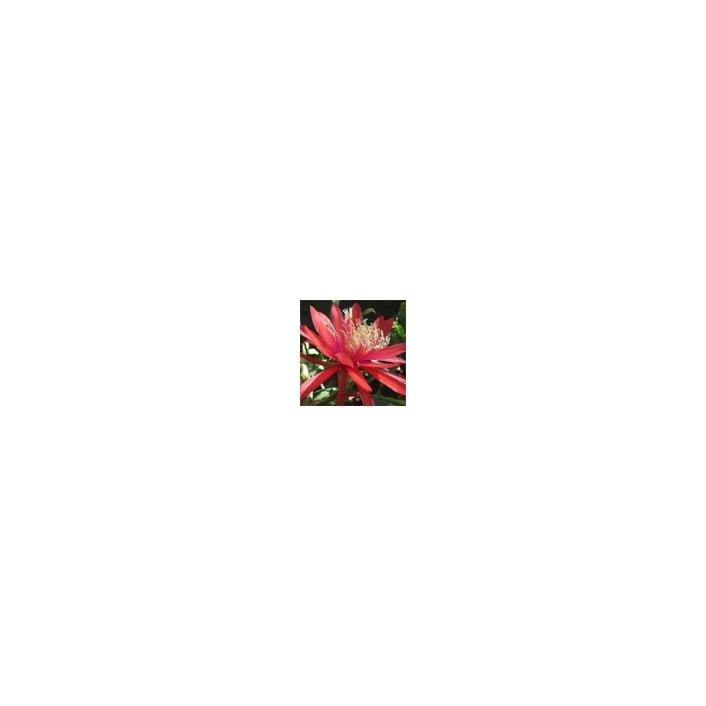 Arizona Desert Single Essence - Red Orange Epiphyllum (Epiphyllum) 10 ml