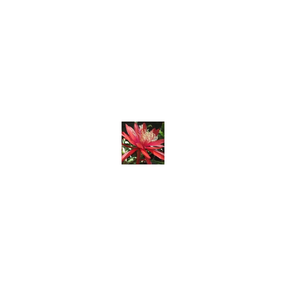 Arizona Desert Single Essence – Red Orange Epiphyllum (Epiphyllum) 10 ml