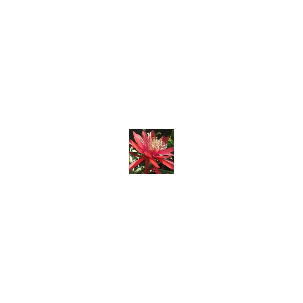 Esencia única del desierto de Arizona - Epiphyllum rojo anaranjado (Epiphyllum) 10 ml
