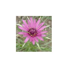 Arizona Desert Single Essence - Salsify (Tragopogon porrifolius) 10 ml