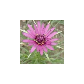 Essence simple du désert...